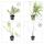 Ground cover - Low purple berry - Symphoricarpos chenaultii Hancock - 9cm pot - Set of 20 plants