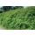 Ground cover - Low purple berry - Symphoricarpos chenaultii Hancock - 9cm pot - Set of 20 plants