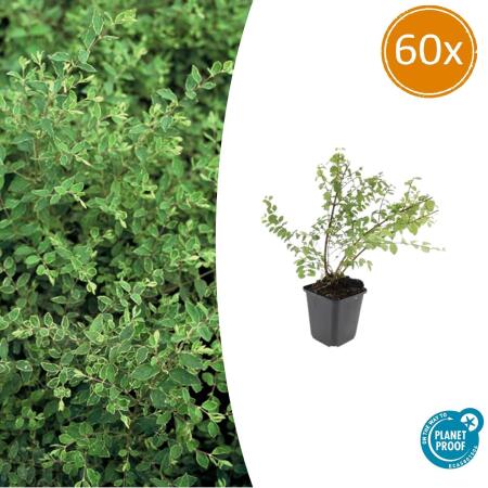 Bodendecker - Niedrige Purpurbeere - Symphoricarpos chenaultii Hancock - 9cm Topf - Set mit 60 Pflanzen