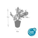 Bodendecker - Niedrige Purpurbeere - Symphoricarpos chenaultii Hancock - 9cm Topf - Set mit 60 Pflanzen