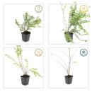 Bodendecker - Niedrige Purpurbeere - Symphoricarpos chenaultii Hancock - 9cm Topf - Set mit 60 Pflanzen