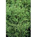Bodendecker - Niedrige Purpurbeere - Symphoricarpos chenaultii Hancock - 9cm Topf - Set mit 60 Pflanzen