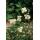 Bodendecker - Niedrige Purpurbeere - Symphoricarpos chenaultii Hancock - 9cm Topf - Set mit 60 Pflanzen