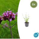 Ornamental perennial - Verbena bonariensis Lollipop - 9cm...