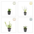 Verveine dornement - Verbena bonariensis Lollipop - Pot de 9cm - Set de 6 plantes