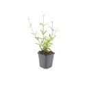 Verveine dornement - Verbena bonariensis Lollipop - Pot de 9cm - Set de 6 plantes