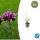 Verveine dornement - Verbena bonariensis Lollipop - Pot de 9cm - Set de 6 plantes