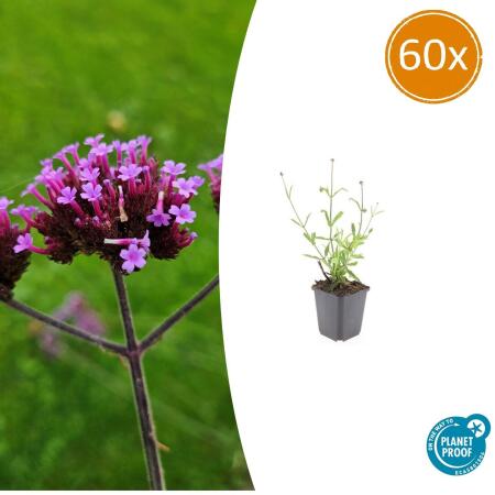 Zierstaude - Eisenkraut - Verbena bonariensis Lollipop - 9cm Topf - Set mit 60 Pflanzen