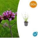 Zierstaude - Eisenkraut - Verbena bonariensis Lollipop - 9cm Topf - Set mit 60 Pflanzen