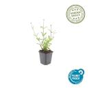 Zierstaude - Eisenkraut - Verbena bonariensis Lollipop - 9cm Topf - Set mit 60 Pflanzen