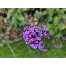 Zierstaude - Eisenkraut - Verbena bonariensis Lollipop - 9cm Topf - Set mit 60 Pflanzen