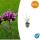 Zierstaude - Eisenkraut - Verbena bonariensis Lollipop - 9cm Topf - Set mit 60 Pflanzen