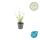 Zierstaude - Eisenkraut - Verbena bonariensis Lollipop - 9cm Topf - Set mit 60 Pflanzen