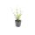 Zierstaude - Eisenkraut - Verbena bonariensis Lollipop - 9cm Topf - Set mit 60 Pflanzen