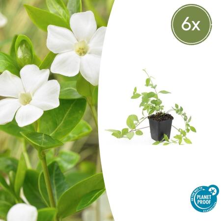 Ground cover - Large-leaved periwinkle - Vinca major Alba - 9cm pot - Set of 6 plants