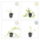 Ground cover - Large-leaved periwinkle - Vinca major Alba - 9cm pot - Set of 6 plants
