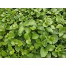 Ground cover - Large-leaved periwinkle - Vinca major Alba - 9cm pot - Set of 6 plants