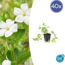 Couvre-sol - Pervenche à grandes feuilles - Vinca major Alba - Pot de 9cm - Set de 40 plantes