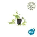 Couvre-sol - Pervenche à grandes feuilles - Vinca major Alba - Pot de 9cm - Set de 40 plantes