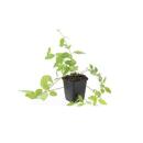 Couvre-sol - Pervenche à grandes feuilles - Vinca major Alba - Pot de 9cm - Set de 40 plantes