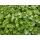 Couvre-sol - Pervenche à grandes feuilles - Vinca major Alba - Pot de 9cm - Set de 40 plantes