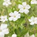 Bodendecker - Großblättriges Immergrün - Vinca major Alba - 9cm Topf - Set mit 60 Pflanzen