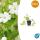 Bodendecker - Großblättriges Immergrün - Vinca major Alba - 9cm Topf - Set mit 60 Pflanzen