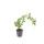 Couvre-sol - Pervenche à grandes feuilles blanches - Vinca major Variegata - Pot de 9cm - Set de 6 plantes