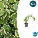 Bodendecker - Großblättriges Weissbuntes Immergrün - Vinca major Variegata - 9cm Topf - Set mit 12 Pflanzen