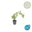 Bodendecker - Großblättriges Weissbuntes Immergrün - Vinca major Variegata - 9cm Topf - Set mit 12 Pflanzen