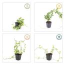 Bodendecker - Großblättriges Weissbuntes Immergrün - Vinca major Variegata - 9cm Topf - Set mit 12 Pflanzen