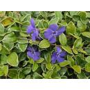 Bodendecker - Immergrün - Vinca minor Argenteovariegata - 9cm Topf - Set mit 6 Pflanzen