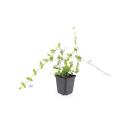 Bodendecker - Kleinblättriges Immergrün - Vinca minor Blue and Gold - 9cm Topf - Set mit 60 Pflanzen