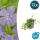 Bodendecker - Kleinblättriges Immergrün - Vinca minor La Grave - 9cm Topf - Set mit 12 Pflanzen
