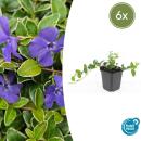 Bodendecker - Kleinblättriges Immergrün - Vinca minor Ralph Shugert - 9cm Topf - Set mit 6 Pflanzen