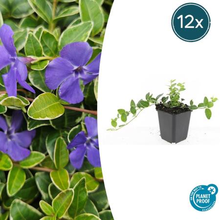 Bodendecker - Kleinblättriges Immergrün - Vinca minor Ralph Shugert - 9cm Topf - Set mit 12 Pflanzen