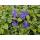 Bodendecker - Kleinblättriges Immergrün - Vinca minor Ralph Shugert - 9cm Topf - Set mit 12 Pflanzen