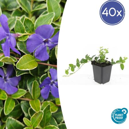 Bodendecker - Kleinblättriges Immergrün - Vinca minor Ralph Shugert - 9cm Topf - Set mit 40 Pflanzen