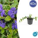 Bodendecker - Kleinblättriges Immergrün - Vinca minor Ralph Shugert - 9cm Topf - Set mit 40 Pflanzen