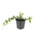 Bodendecker - Kleinblättriges Immergrün - Vinca minor Ralph Shugert - 9cm Topf - Set mit 40 Pflanzen