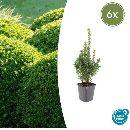 Boxwood - Hedge plant - Buxus sempervirens - 9cm pot - Set for 6 plants