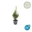 Boxwood - Hedge plant - Buxus sempervirens - 9cm pot - Set for 6 plants