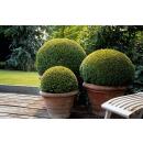 Boxwood - Hedge plant - Buxus sempervirens - 9cm pot - Set for 6 plants