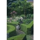 Boxwood - Hedge plant - Buxus sempervirens - 9cm pot - Set for 6 plants