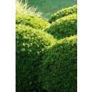 Boxwood - Hedge plant - Buxus sempervirens - 9cm pot - Set for 6 plants