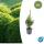 Boxwood - Hedge plant - Buxus sempervirens - 9cm pot - Set for 6 plants