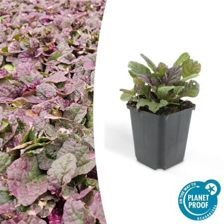 Bodendecker - Kriechender Günsel - Ajuga reptans Burgundy Glow - 10-25cm - 9cm Topf