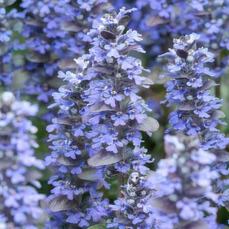 Bodendecker - Kriechender Gnsel - Ajuga reptans 'Burgundy Glow' - 10