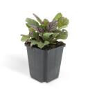 Bodendecker - Kriechender Günsel - Ajuga reptans Burgundy Glow - 10-25cm - 9cm Topf