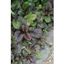 Couvre-sol - Gaillet à grandes feuilles - Ajuga reptans Catlins Giant - Pot 9cm